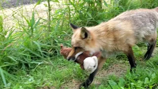 Finnegan Fox shares a toy with Kipper