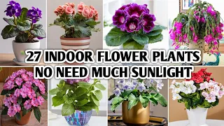27 Indoor Flowering Plants | Best Indoor Flowering Plants no need much sunlight | Plant and Planting