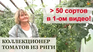 Более 50 сортов томатов от коллекционера! * Клуб Томат, Рига