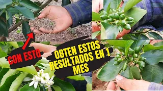 🌿 Haz que FLOREZCA y PEGUE toda la FLOR de LIMÓN, (En 1 MES) Haz que de muchos Frutos tus Cítricos