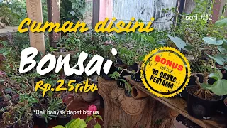 BONSAI MURAH BERHADIAH ‼️ || seri #12 | Bahan bonsai