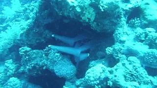 Resting whitetip reef  sharks ...