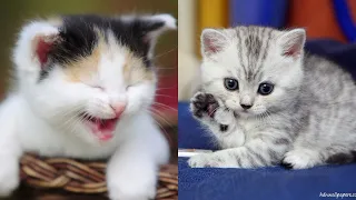 Very (so) cute cats  😻 Best funniest cat videos 2021 | Animal's kingdom