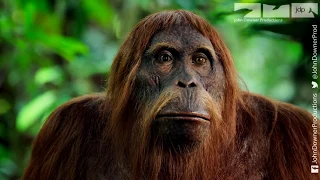 Wild Orangutans Learn to Wash with Soap