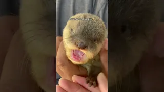 Akhirnya temen baru🥺🦦 #berangberang #otter #beranda #degen #viral #lucu #animal