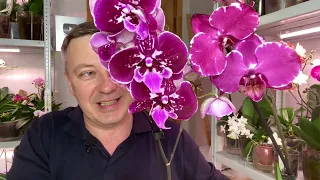 prevention of orchids from the store / watering the Malvina orchid and bathing the purple FAIRY