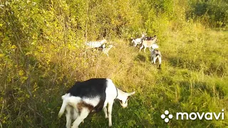 Козел, это пол стада! Пополнение в хозяйстве! Прекрасная погода! Прогулка!