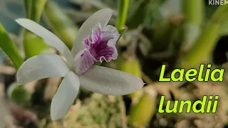 Laelia lundii моя коллекция.