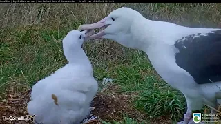 Female Royal Albatross YRK Drops In To Feed Chick On Windy Day | DOC | Cornell Lab – March 12, 2022