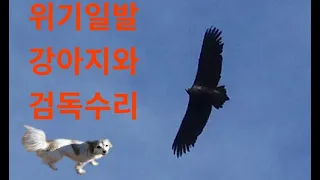 우리집 강아지 검독수리떼에게 사냥당할 뻔