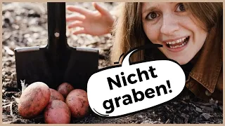 Kartoffeln anbauen für Faule