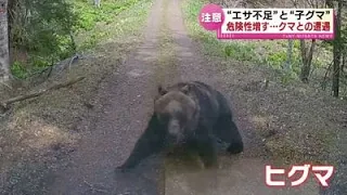 【クマ】“エサ不足”と“子グマ”で増す危険性　登山シーズンを迎える中で注意が必要 《新潟》