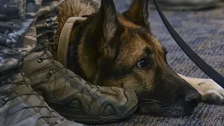 Years After She Was Separated From Her Sergeant, This Military Dog Heard Him Calling Her Name