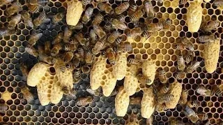 arının oğul vermesini nasıl engelleriz #beekeeping #kovan #petek #arıcılık#pupa#anaarı