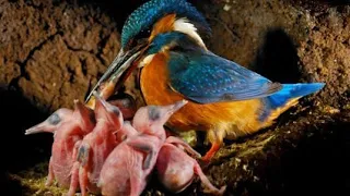 KingFisher Bird Feeding Baby