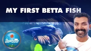 My First Betta Fish Tank || Planted Aquarium