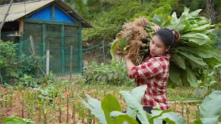 Harvest vegetables and take care of fish and chickens, live with nature. triệu lily