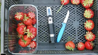 Полуниця Чамора Турусі 14:06:2023р.Strawberry Chamorro Turusi.