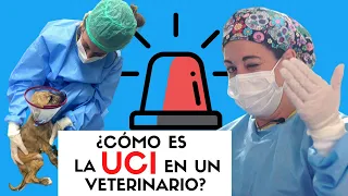 ¿CÓMO ES LA ZONA DE AISLAMIENTO DEL HOSPITAL?🏥 - Medicina veterinaria