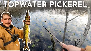 Catching Chain Pickerel on Topwater Baits - Spring Pond Fishing