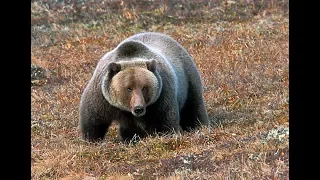 Huge Kananaskis Grizzly