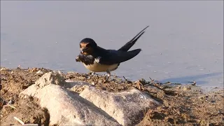 Vlaštovka obecná - Hirundo rustica