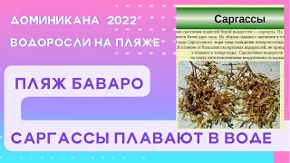 Водоросли в Пунта Кане / отдых в Доминикане 2022/ саргассы / пляж Баваро 2022