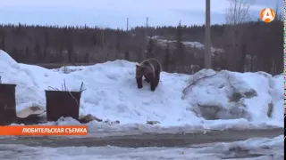 Медведя, зашедшего в Апатиты, застрелили