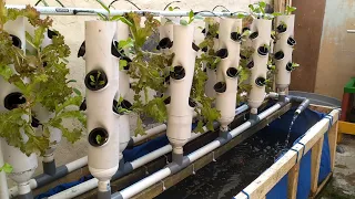 Build Aquaponic system at home: Harvest fresh vegetables and fish every time