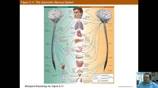 Chapter 2 Part B: Functional Neuroanatomy