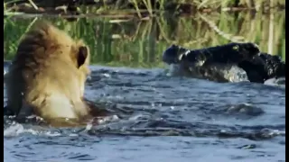 Lion vs  Crocodile - Lions Crossing River, Lion Saves His Brother from Crocodile Attacks