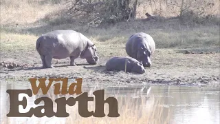 WildEarth - Sunset - 08 July 2021