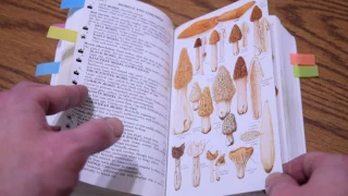 A Book Review Of The Peterson Field Guide To Mushrooms