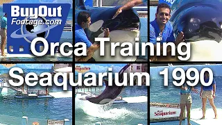 Behind the Scenes Orca Training Seaquarium 1990 Vintage Stock Footage