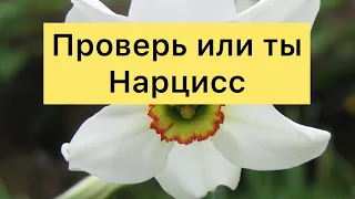 Человек Нарцисс это