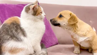 Puppy tries to be friends with a Kitten