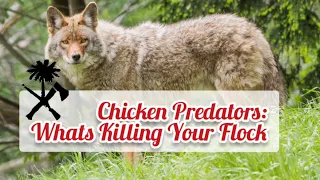 Chicken Predators: What's Killing Your Chickens, How To Stop It