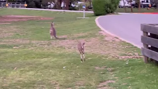 Sweet baby kangaroo hides behind Mama — Lilia de May — piano melody in time to hopping Music Video