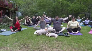 Three little piglets went to a yoga class