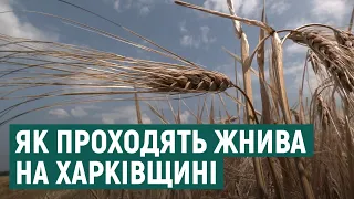 На Харківщині почалися жнива