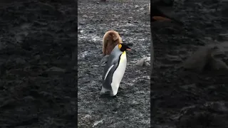 King penguin walk