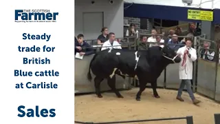 Steady trade for British Blue cattle at Carlisle