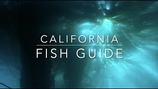 California Fish Guide