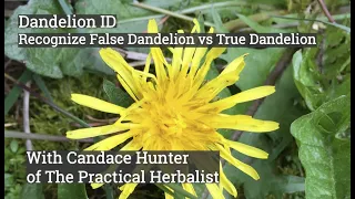 Dandelion Garden ID: False Dandelion vs True Dandelion