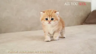 Fluffy Kitten - Cat Playing with the Yolk [Cuteness Overloaded] #2