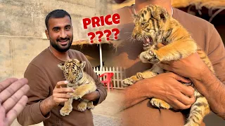 Hum Ny Tiger Kitne ka Liya?? Price Revealed 😨