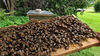 Hive Inspection with Husband!