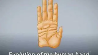 Evolution of the human hand