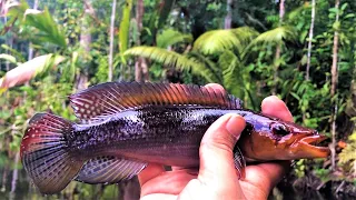 Jungle Creek Fishing and Hunting