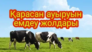 Қарасан ауруының ем жолдары